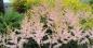 Preview: Astilbe