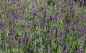 Preview: Lavendel