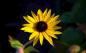 Preview: Sonnenblume