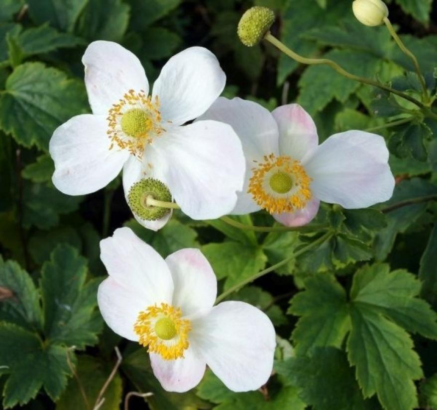 Herbst-Anemone