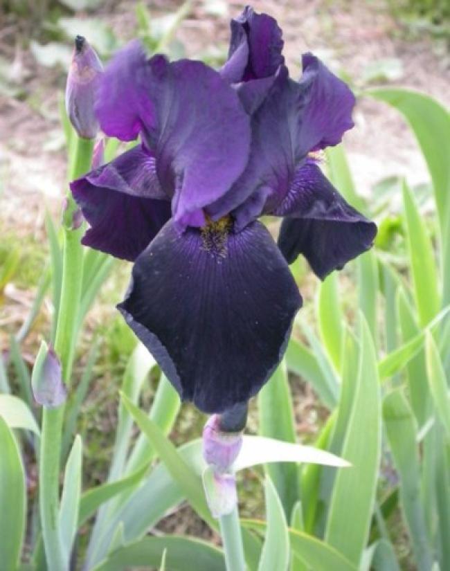 Hohe Schertlilie violett