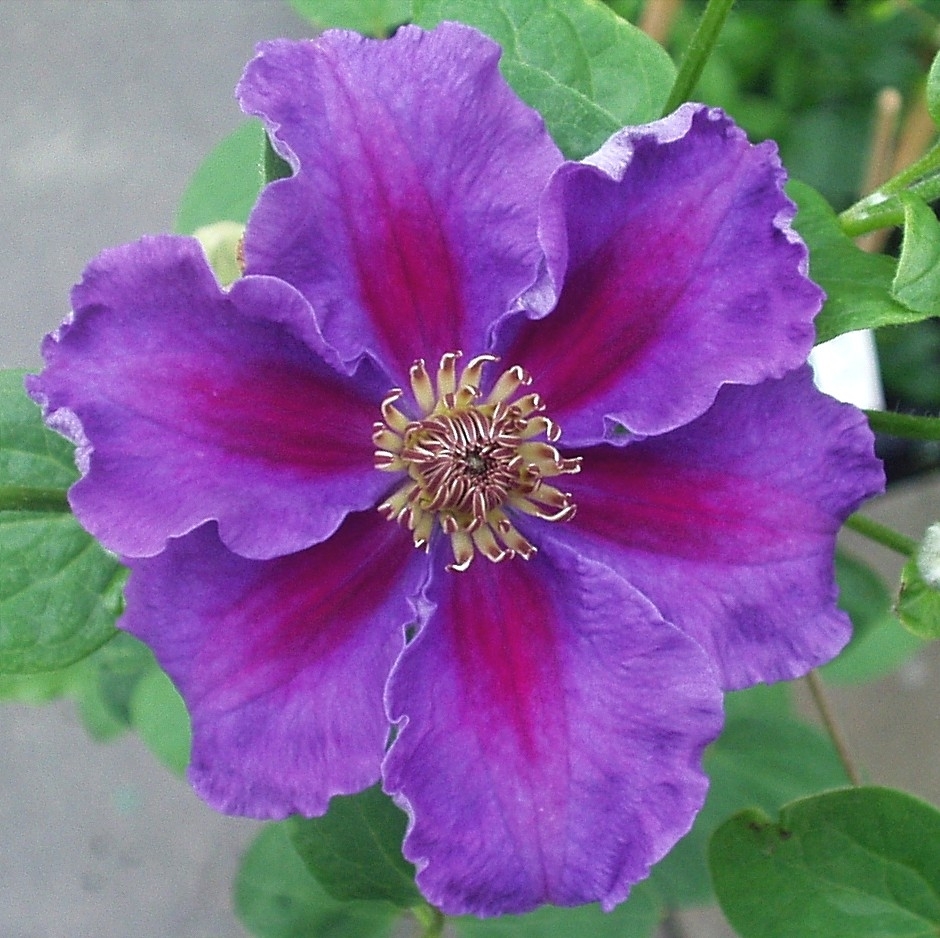 Клематис ашва Clematis Ashva