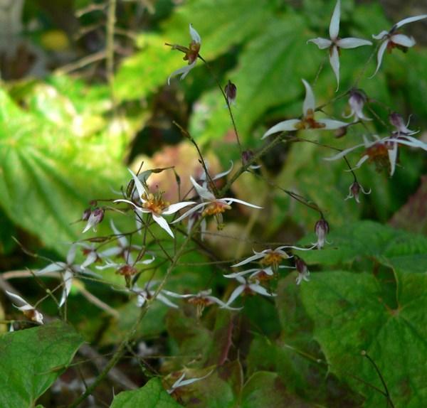 Flaumhaarige Elfenblume