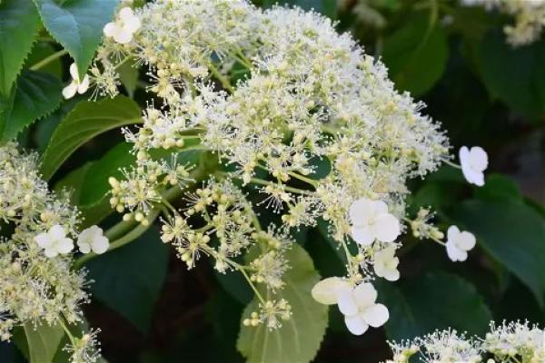 Kletterhortensie 'Flying Saucer'